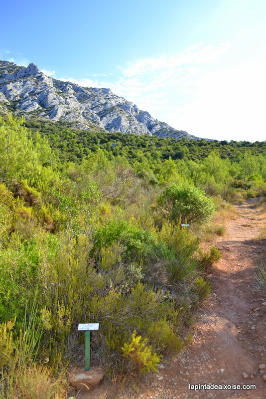 sentier botanique saint ser sainte victoire