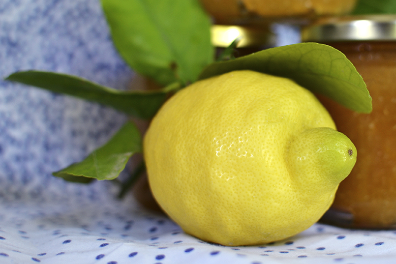citron igp amalfi italy limone lemon